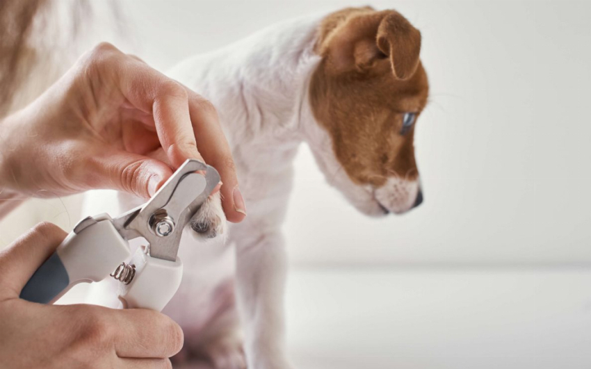 De nagels van jouw hond verzorgen
