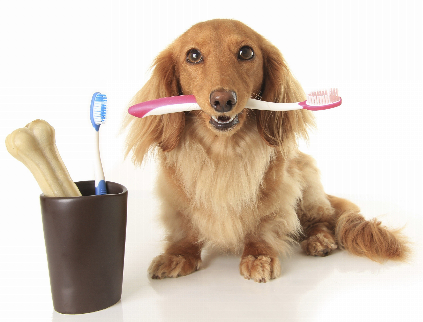 Gebitsverzorging bij honden: tips voor een gezond hondengebit en frisse adem