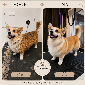 Welsh Corgi Pembroke