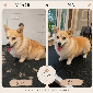 Welsh Corgi Pembroke