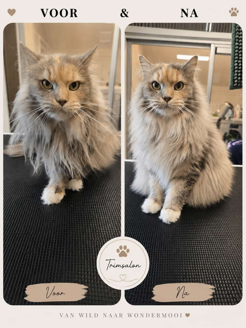 Maine Coon