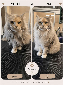 Maine Coon