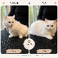 Turkse Angora