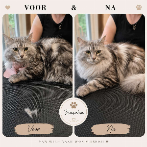Siberische Kat
