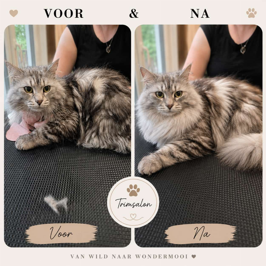 Siberische Kat