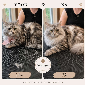 Siberische Kat