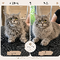Maine Coon