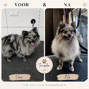Pomeriaan-Dwergkees